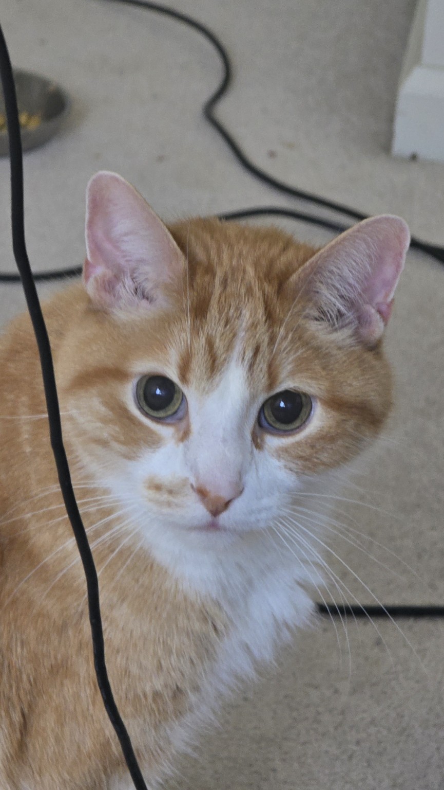 Alfie, the orange and white cat behind AlfiesBox